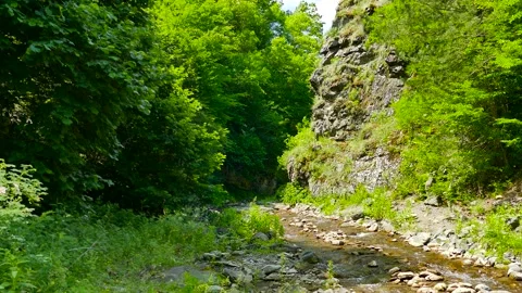 A small river in the forest Stock Footage 189804691