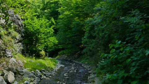 A small river in the forest Stock Footage 189804728