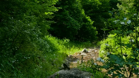 A small river in the forest Stock Footage 189806549