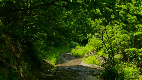 A small river in the forest Stock Footage 189806578