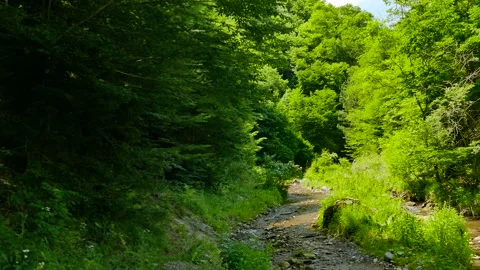 A small river in the forest Stock Footage 189806718