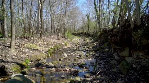 Small river in a forest Stock Footage 236901849