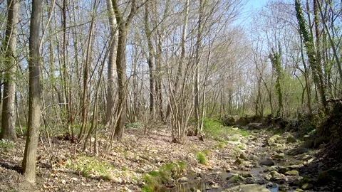 Small river in a forest 스톡 동영상 236901879