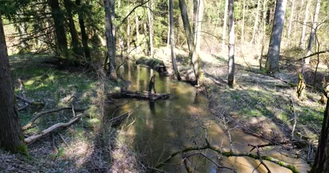 Small river in the forest Stock Footage 274434052
