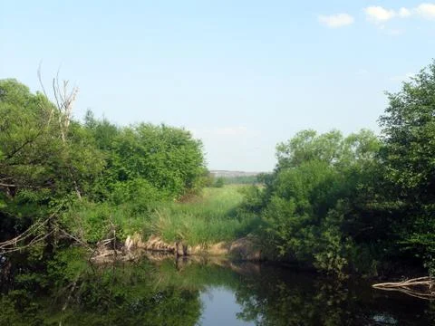 A small river in the forest. Forest landscape. Stock Photos