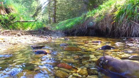Small river in the forest kobernausserwald in upper austria Stock Footage 130623576