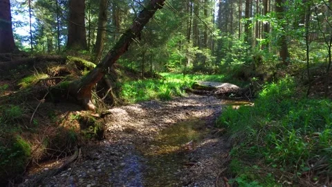 Small river in the forest kobernausserwald in upper austria 스톡 동영상 130623862