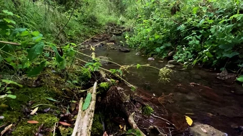 A Small River In The Forest. Mountain River. Pure Natural Water. Stock Footage 151150536