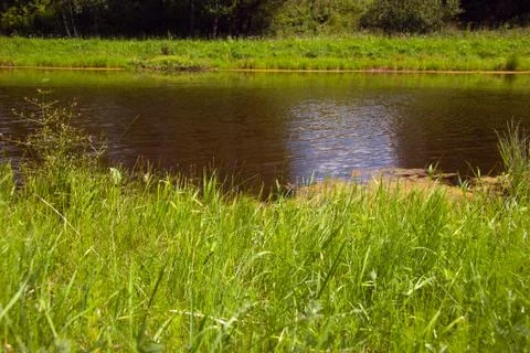 Small river in the forest. Foto stock