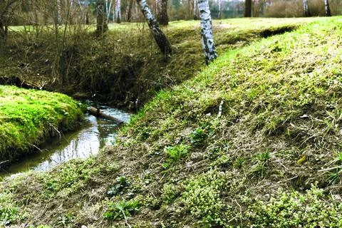Small river in the forest Stock Photos