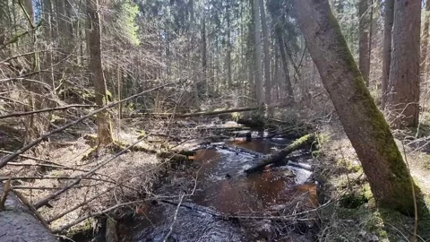 A small river, in a forest of pines and spruces, with fallen trees. Stock Footage 301224933
