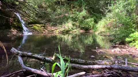 A Small River In The Forest. Small River Waterfall In The Summer. Stock Footage 151265544