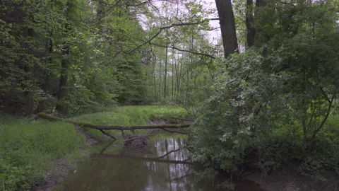 A small river in the forest, spring 8K Video stock 167116053