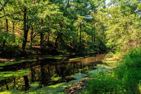 Small river in the forest at summer Stock Photos