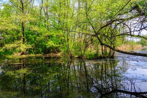 Small river in the forest at summer Stock-Fotos