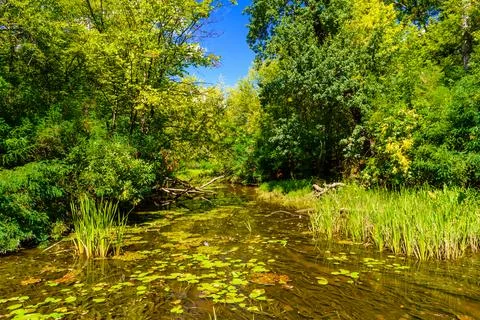Small river in a forest on summer Stock Photos