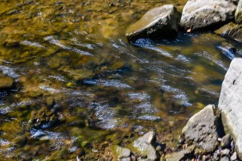 Small river in a forest on summer Stock Photos
