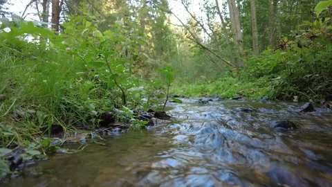 Small river in the forest1 動画素材 159503709