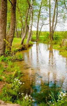A small river framed by trees. Fotos Stock