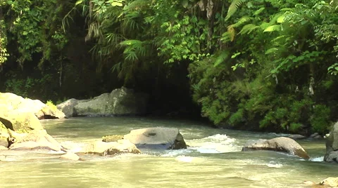 Small River goinf through the rain forest in Bali Stock Footage 41379662