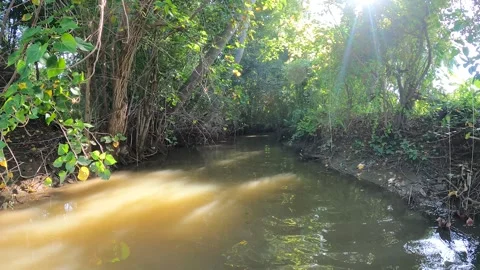 A Small River, Green forest Stock Footage 182521089