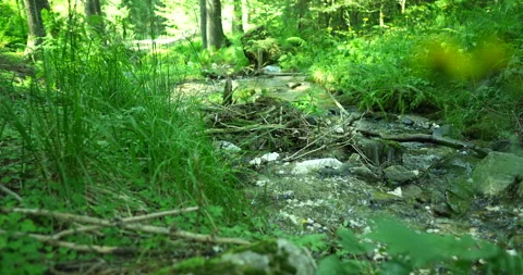 Small river in a green forest Stock Footage 248083325