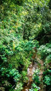 Small river with green trees Stock Photos