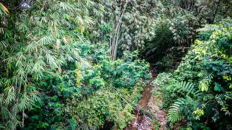 Small river with green trees Stock Photos