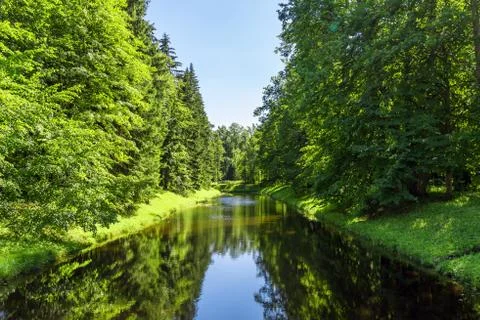 A small river with high coniferous trees Stock Photos
