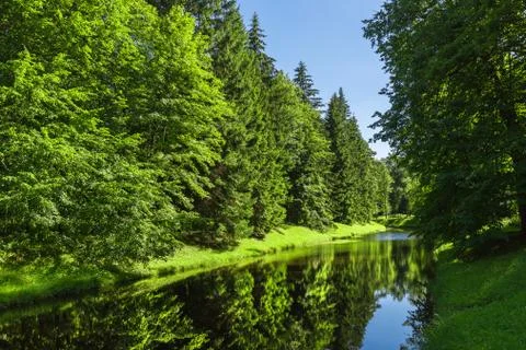 A small river with high coniferous trees Stock Photos