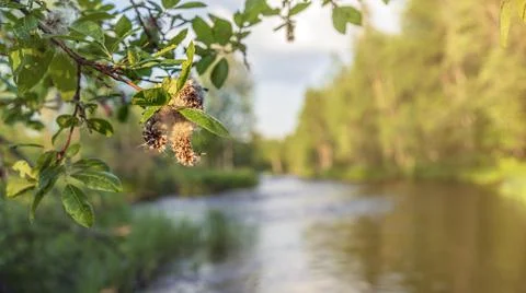 A small river in a humid dense forest on a sunny day. Stock Photos