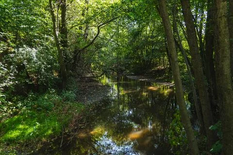 A small river in its middle course flowing through a forest Stock Photos