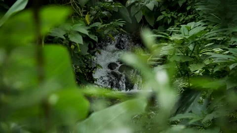 Small river in the jungle Stock Footage 279051969