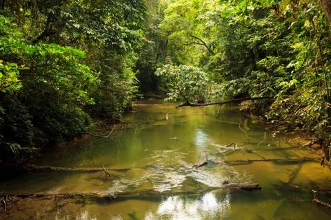 Small river in jungle Stock Photos