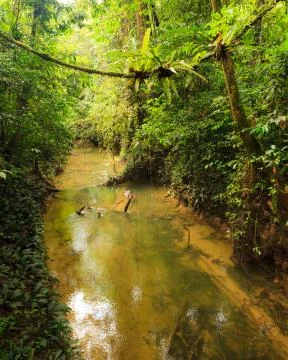 Small river in jungle Stock Photos