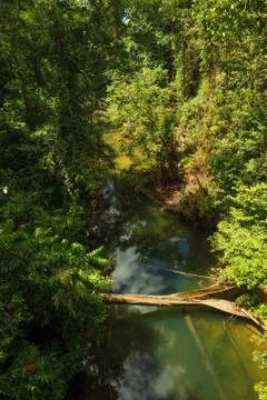 Small river in jungle Stock Photos