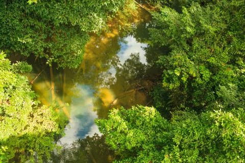 Small river in jungle Stock Photos
