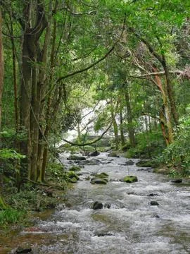 Small river in the jungle Stock Photos