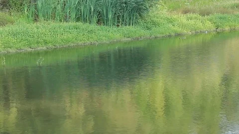 A small river with a marshy shore. Stock Footage 79592284