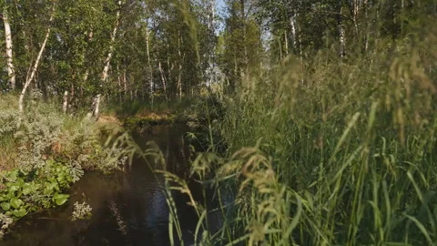 Small river in the middle of the forest. Vegetation on the banks of a small Stock Footage 133334294