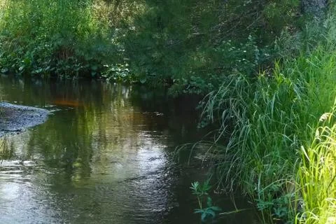 Small river in the middle of the forest. Vegetation on the banks Stock Photos