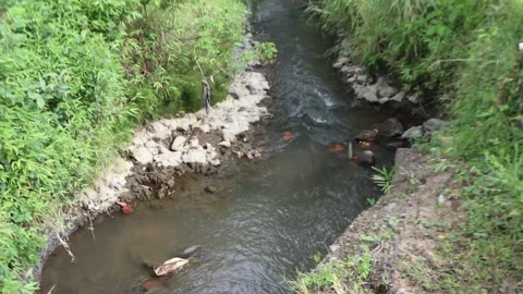 Small river in the middle of a tropical forest Stock Footage 241192661
