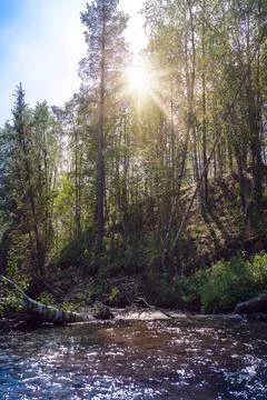 Small river in moist dense forest in the sun rays. Rapid stream of water betw Stock Photos
