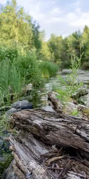 Small river in moist dense forest in the sun rays. Rapid stream of water betw Stock Photos