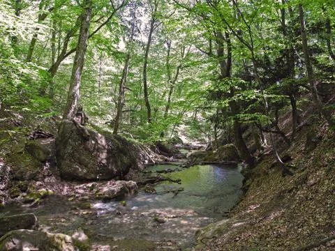 Small river in the mountain deciduous forest. Stock Photos