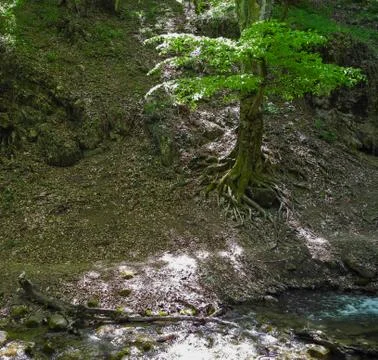 Small river in the mountain deciduous forest. Slope covered with old leaves a Stock Photos