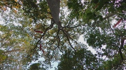 Small River in the mountain Stock Footage 252122588