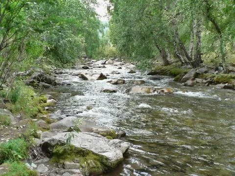 Small river in the mountains. Water flows between rocks and grass. Stock Photos