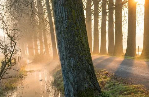Small river next to some nice big trees with sunrise Stock Photos