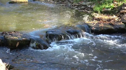 Small river in the old forest.In the daytime of autumn. Stock Footage 96410950